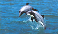 Dolphins in the Marlborough Sounds NZ