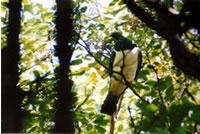 Kereru Native Wood Pigeon