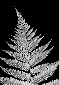 silver fern